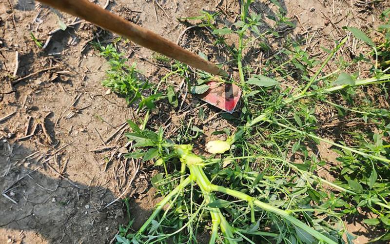 A red, weed hoe next to a freshly cut, green weed surrounded by brown soil.