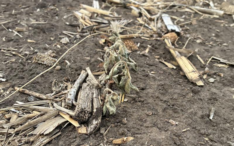 Small gray-green soybean plants that are visibly wilting and dying.