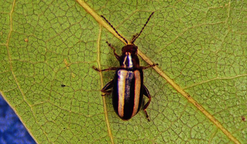 Small shiny black beetle with two light tan stripes on elytra.