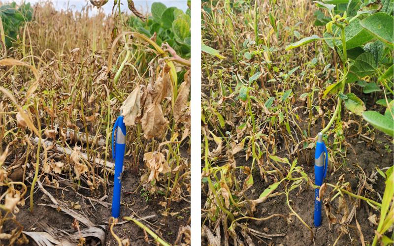 : Two photos with various plants that are brown, yellow, and/or green. A blue pen is in the foreground of each photo for size reference.