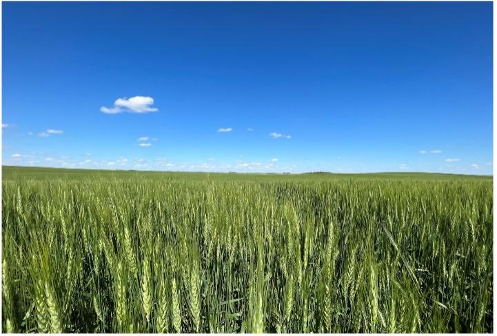 A green field of winter wheat under a blue sky