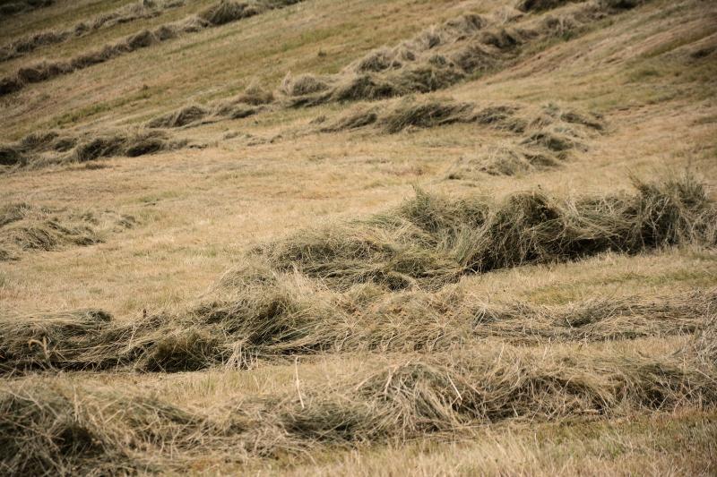 Golden windrows in a hay field