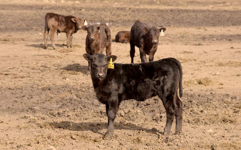 Small group of calves in a feedlot.