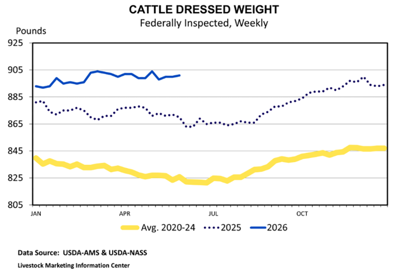 Line chart showing cattle dressed weights for the years, 2025, 2026 and the average dressed weights between 2020 and 2024.