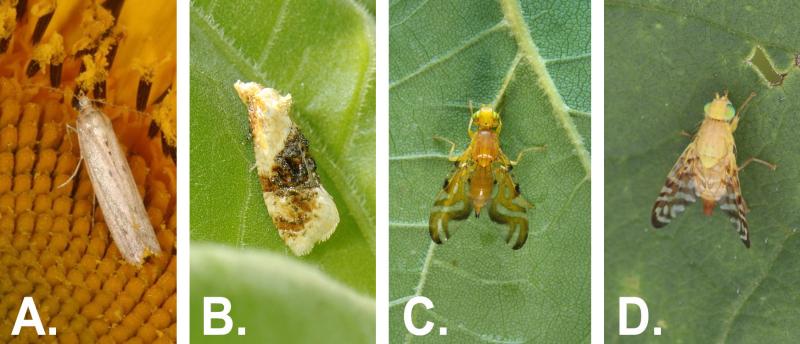 Sunflower Moth;Banded Sunflower Moth; Sunflower Maggot Adult; and Sunflower Receptacle Maggot Fly.