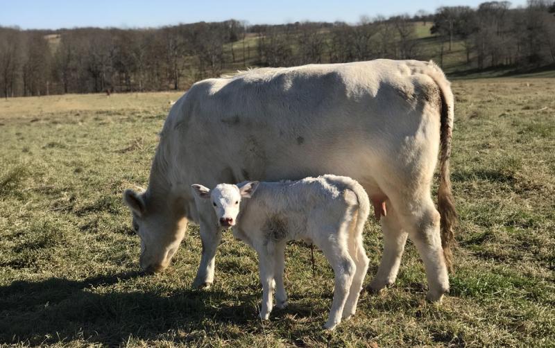 A white cow with its calf in a pasture.