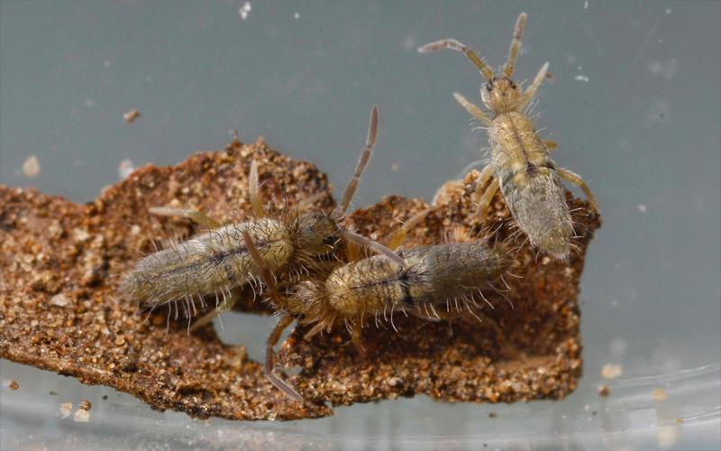 Elongate organisms with six legs and antennae on brown soil substrate. Numerous setae are visible.