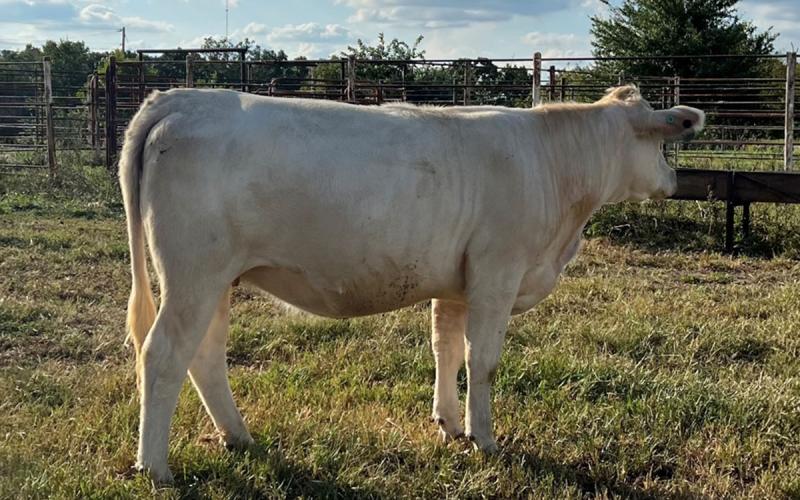 White beef heifer.