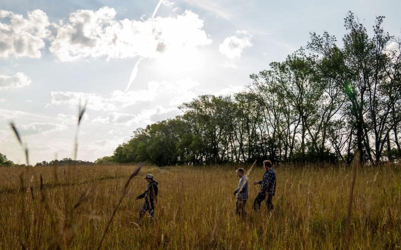 Three young men walking through a field alongside a shelter belt.