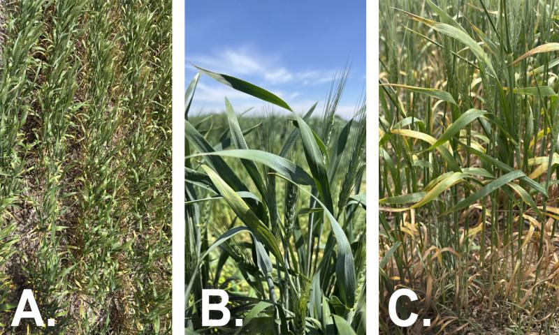 Three wheat fields exhibiting wheat streak mosaic virus symptoms throughout.