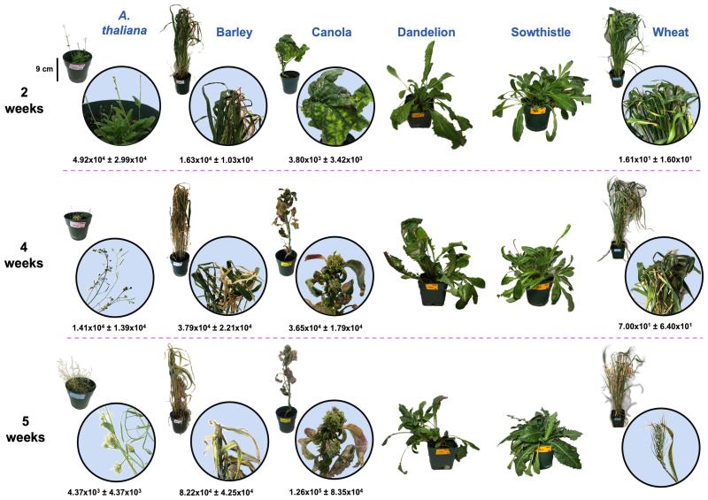 Chart illustrating symptom progression for Aster yellows phytoplasma in a. thaliana, barley, canola, dandelion, sow thistle, and wheat. For a detailed description, please call SDSU Extension at 605-688-4792.