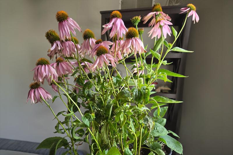 Cluster of coneflowers with visible head and leaf distortion.