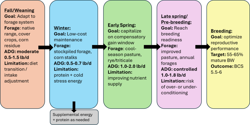 Flow chart outlining post-weaning rate of development and forage options until breeding. For a detailed description, please call SDSU Extension at 605-688-4792.