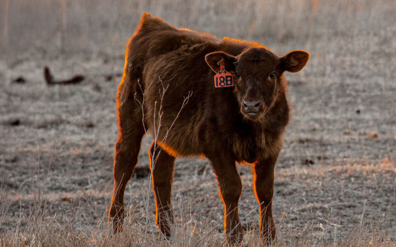 Beef calf standing in a dry pasture.