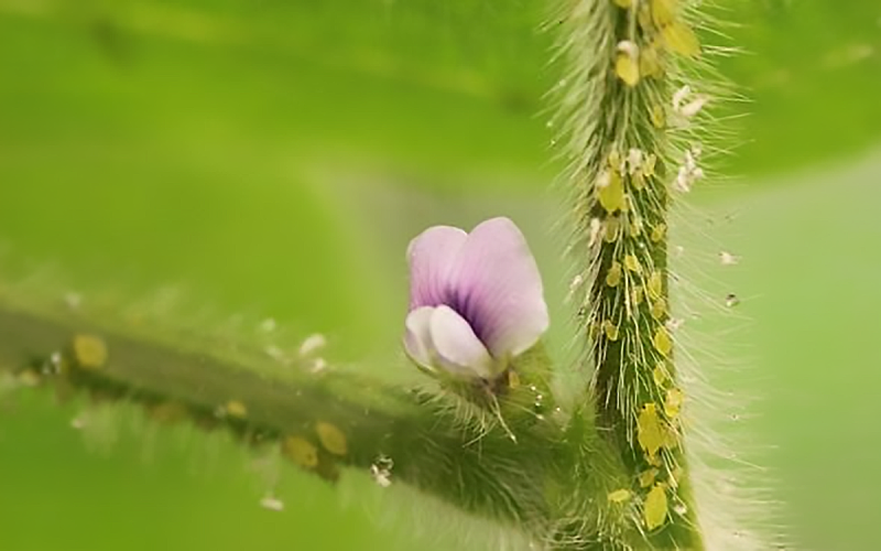 Small, green teardrop shaped insects on a green, soybean stem with pink flower.