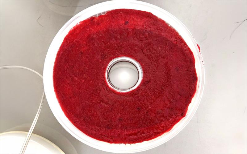 A ring of homemade fruit leather drying on a countertop food dehydrator.