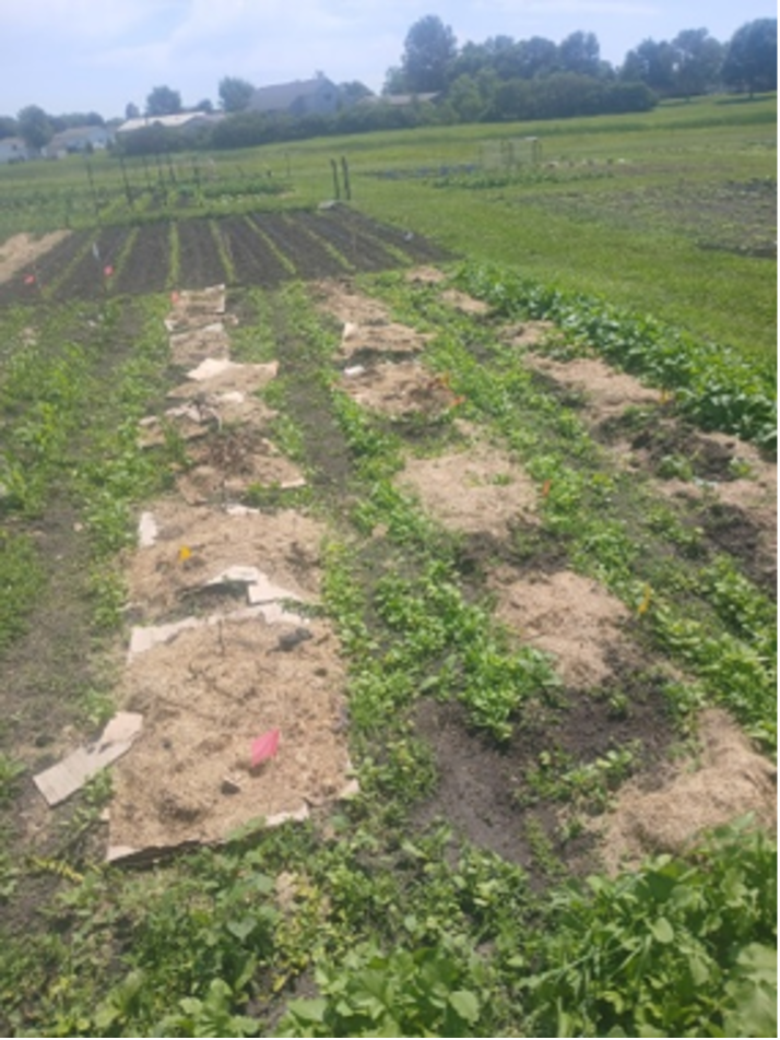 Garden plots