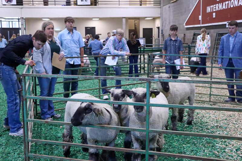 Youth stand around four sheep in a small pen