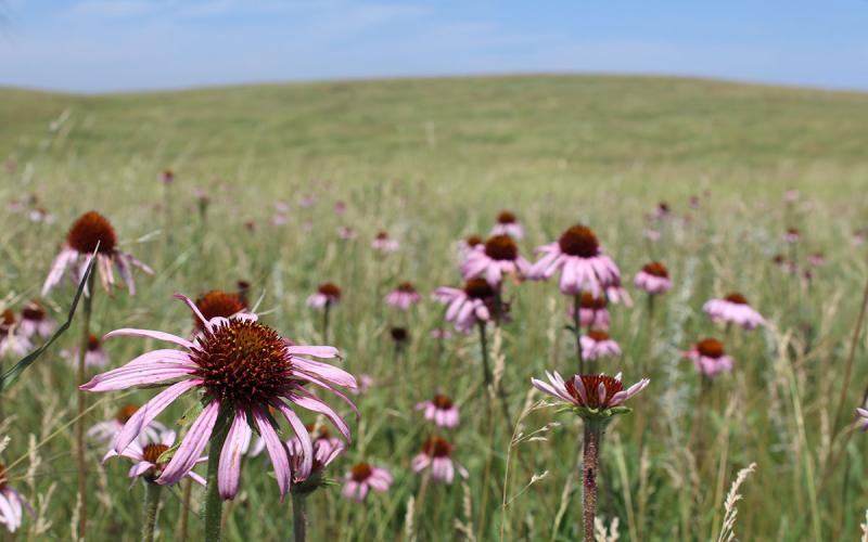 Narrowleaf purple coneflowers growing on rolling, grassy hills.