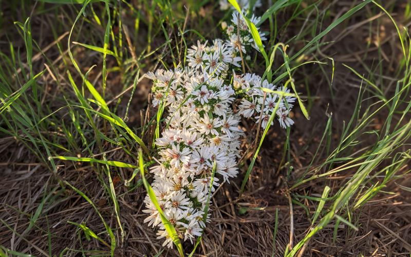 Cluster of white panicle asters blooming in a grassy area.