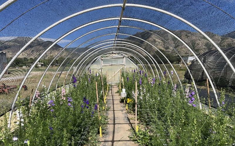 High tunnel covered with shade cloth with larkspurs growing in it.