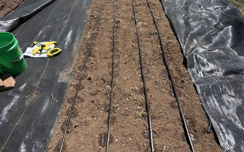 Drip irrigation hoses spread out in a garden.