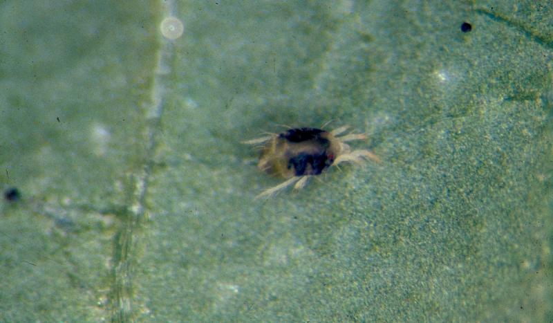 Individual twospotted spider mite that has dark coloration on each side of its body.