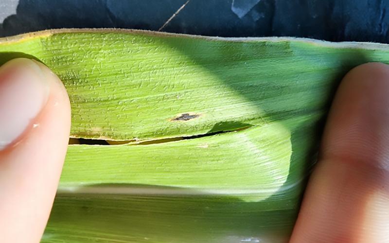 Hands holding a corn leaf with a single tar spot lesion developing.