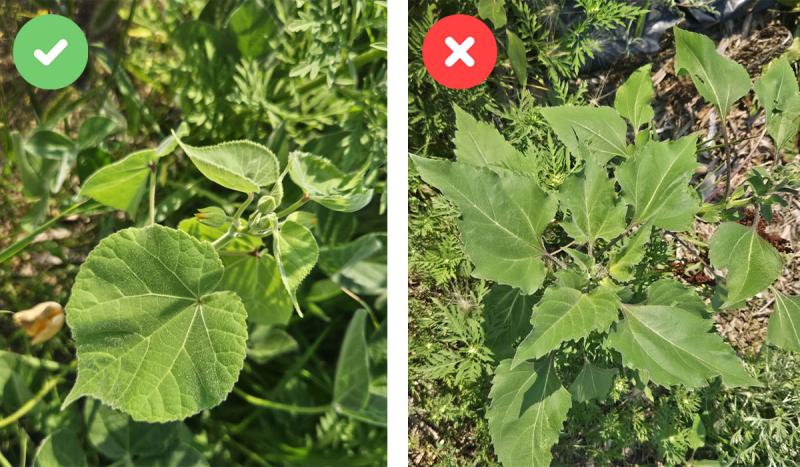 Velvetleaf and sunflower plants side-by-side.