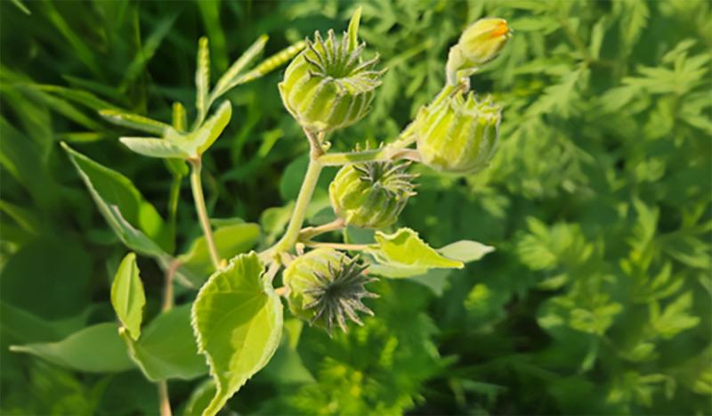 Velvetleaf seed pods.