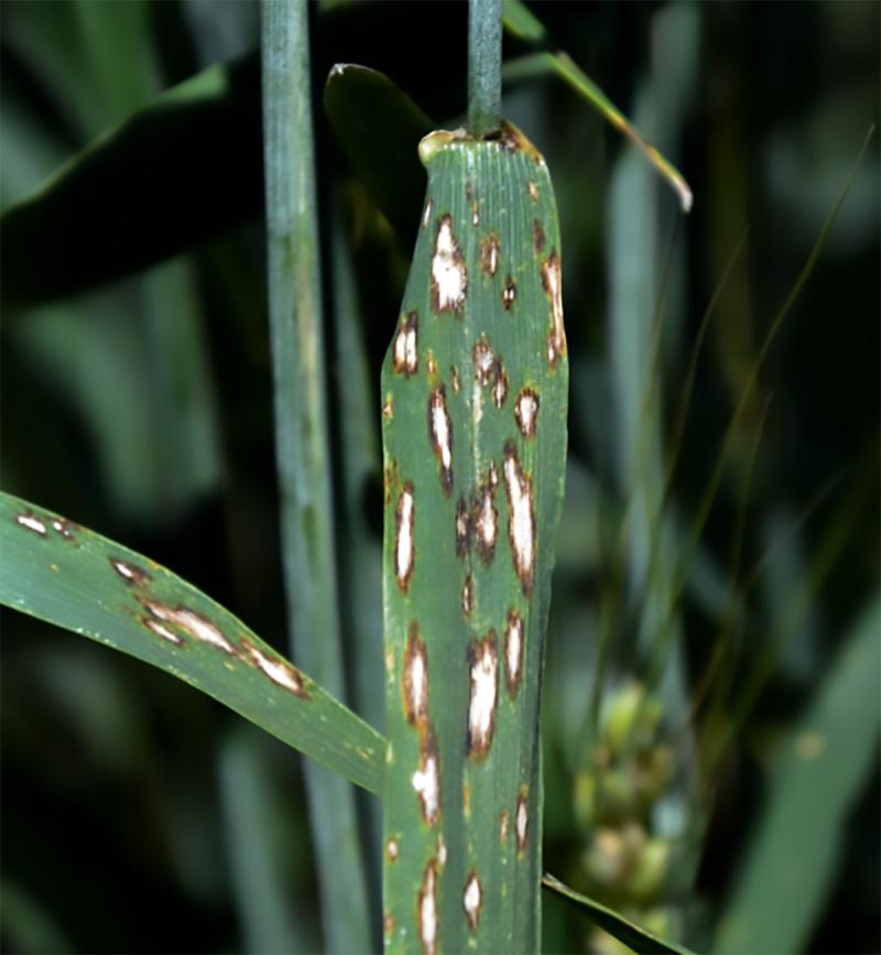 Wheat plant with ovular, white, necrotic lesions, with a brown halo throughout.