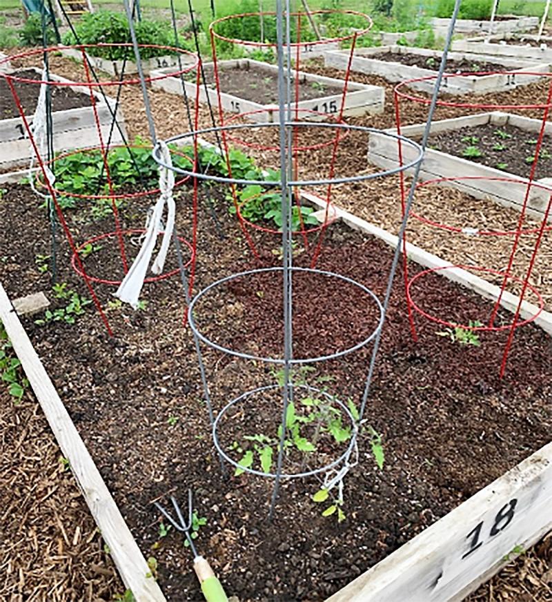 Numbered raised bed community garden plot with caged tomatoes growing in it.