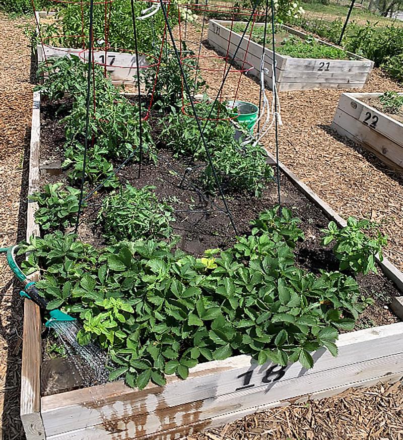 Variety of vegetables being watered in a raised bed community garden plot.