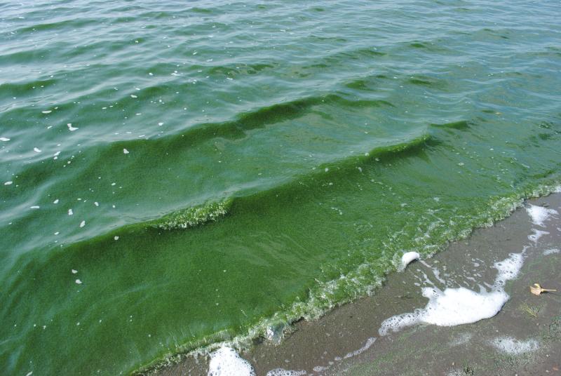 Algal bloom on a South Dakota lake