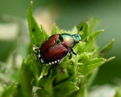 Metalic bronze green beetle on a green leaf