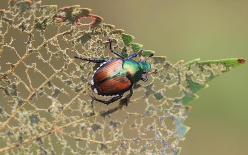 Shiny green and bronze beetle on a left full of holes.