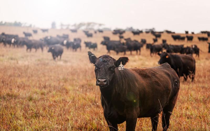 Black beef cow in the foreground of a pasture with a large herd of black cattle.