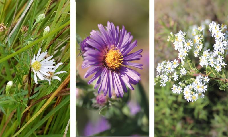 Calico aster, Aromatic aster, and Heath aster.