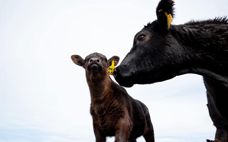 Black cow with calf.