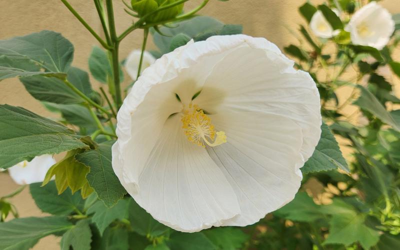 Profile of large, white Hibiscus 'Marshmallow Moon' flower growing at Reptile Gardens.