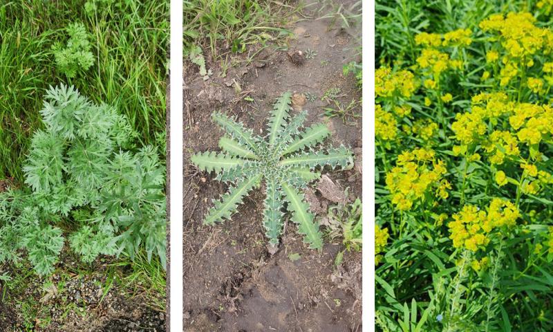 Absinth wormwood, biennial thistle rosette, and leafy spurge.