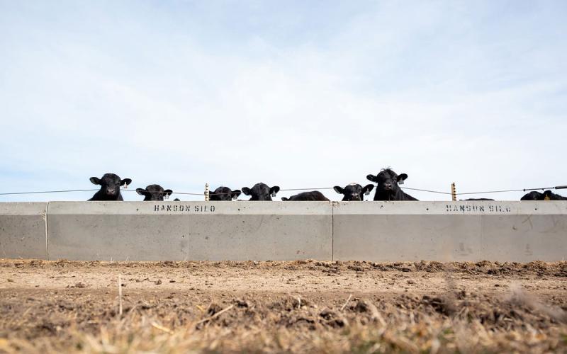 Small group of black beef cattle lined up at a feed bunk.