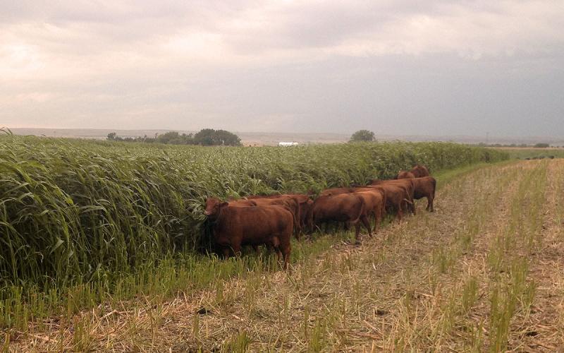 A grass forage blend grows in a central South Dakota field as Red cattle graze.