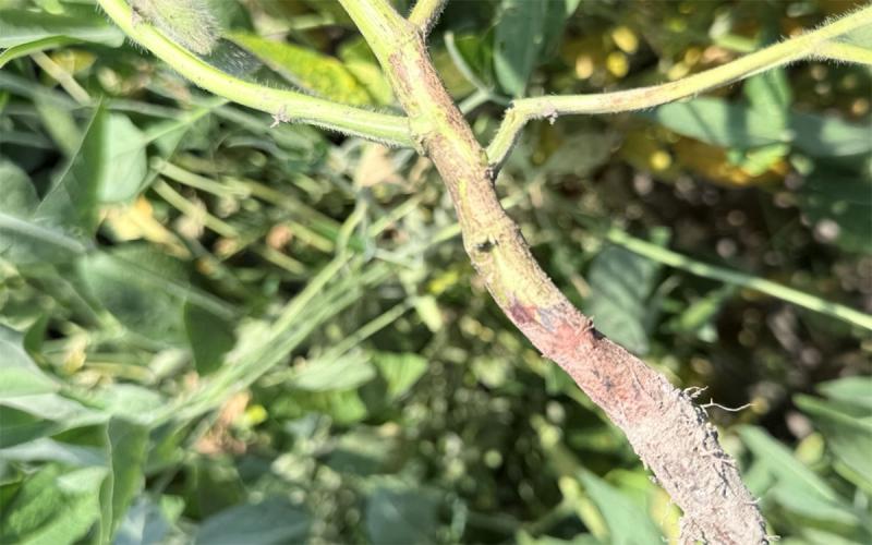 Soybean plant with Red Crown Rot without perithecia present.