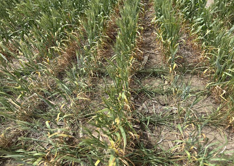 Rows of wheat grass with visible Wheat streak mosaic virus symptoms throughout.