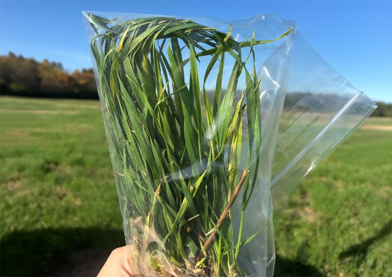 Hand holding a bag of volunteer wheat grass exhibiting wheat streak mosaic virus symptoms.