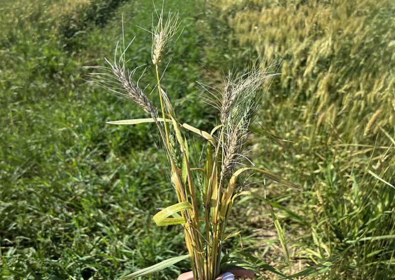 Hand holding a clump of winter wheat with sever wheat streak mosaic virus symptoms.