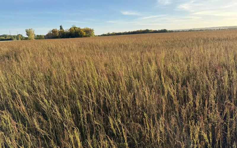 A picture of a crop field mostly full of green and brown weeds.
