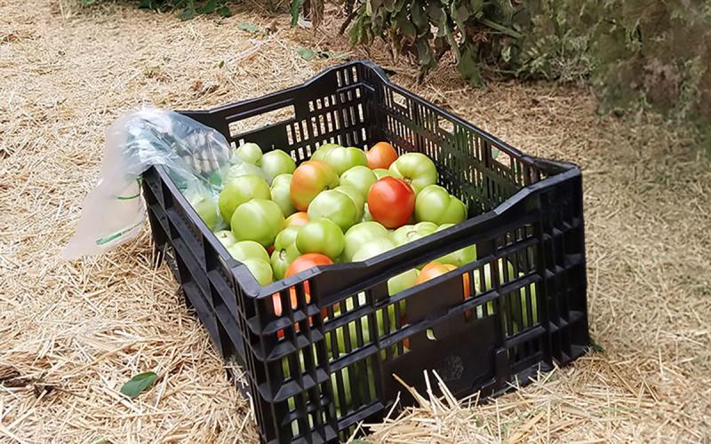 Crate of harvested tomatoes in a garden.