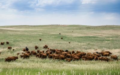 herd of beef cattle grazing in a pasture